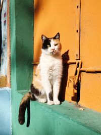 Portrait of cat sitting on wall