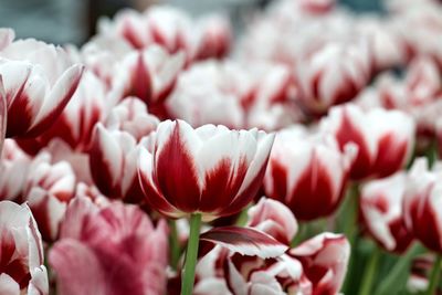 Close-up of red tulips