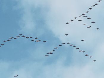 Low angle view of birds flying against sky