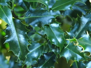 Full frame shot of fresh green leaves