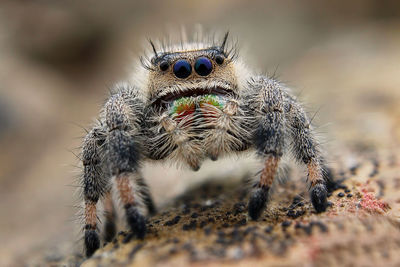 Close-up of spider