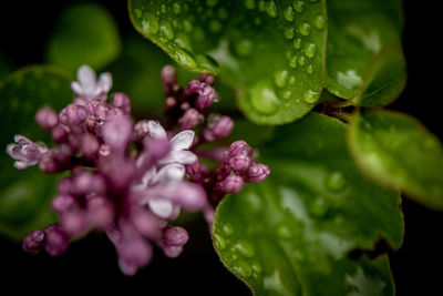 Close-up of pink flowering plant