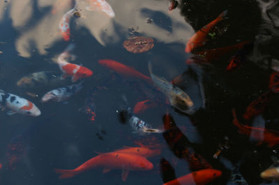 View of koi carps swimming in pond