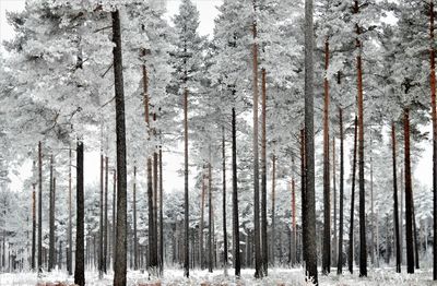 Trees in forest during winter