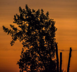 Low angle view of silhouette tree against sky during sunset