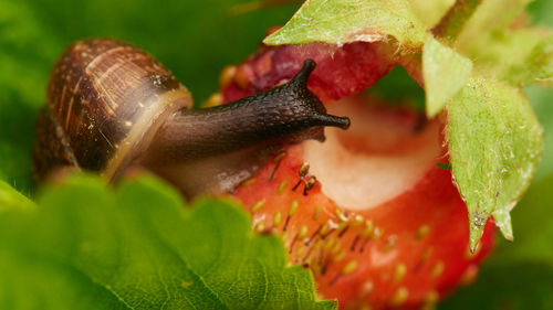 Close-up of snail on leaf