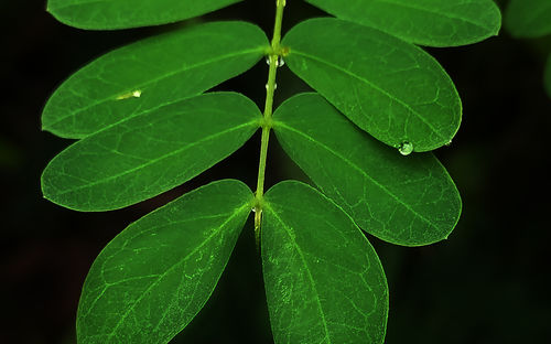 Close-up of green leaves