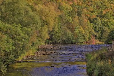 Plants growing in garden