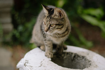 Close-up of cat sitting outdoors