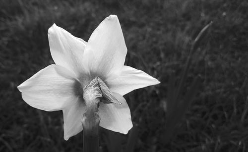 Close-up of flowers blooming outdoors