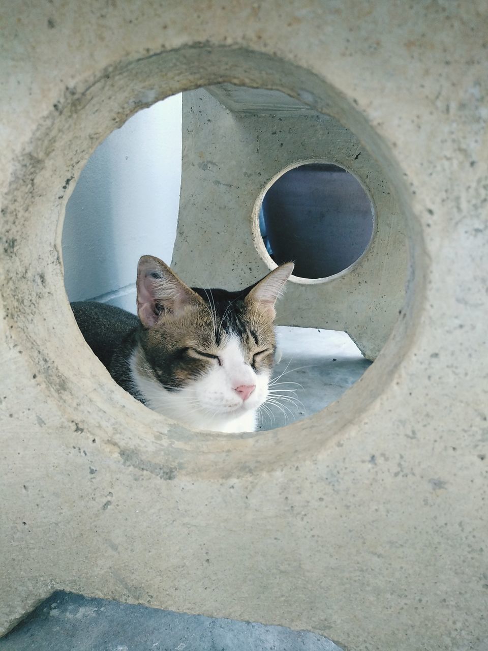 PORTRAIT OF CAT SITTING AGAINST WALL