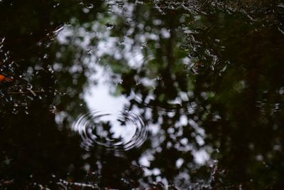 Reflection of trees in water