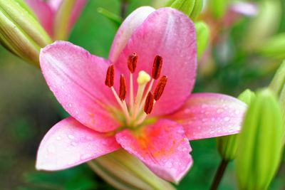 Close-up of pink flowering plant