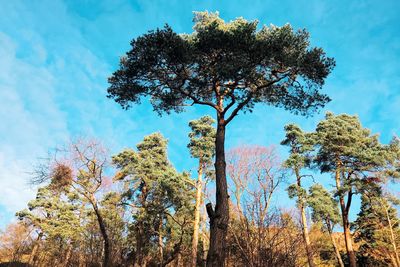 Low angle view of trees in forest against blue sky