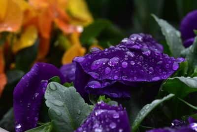 Close-up of wet purple flowers