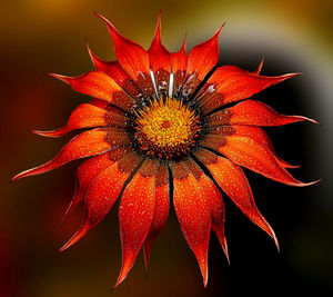 Close-up of red flower blooming outdoors