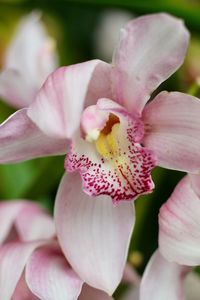 Close-up of pink flowers blooming outdoors
