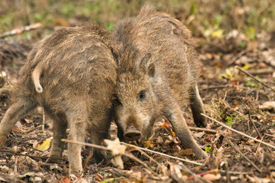 Young boar