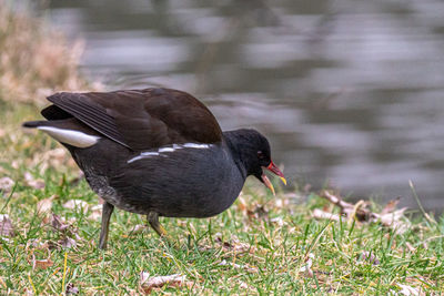 Close-up of a bird on field