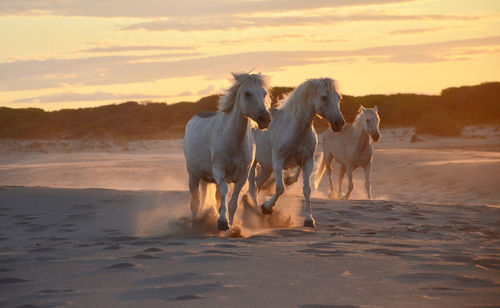 View of horse on beach during sunset