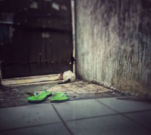 View of a dog on footpath