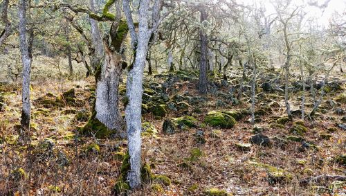 View of trees in forest