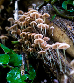 Close-up of mushrooms on plant