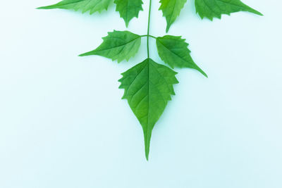 Close-up of plant leaves against white background