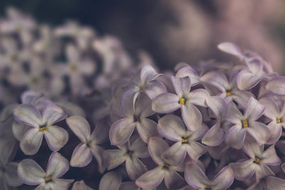 Close-up of white hydrangea flowers