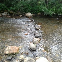 Ducks on rock by river