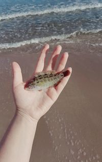 Cropped hand holding dead fish at beach