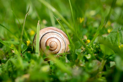 Close-up of snail in grass. 