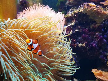 View of clown fish in water