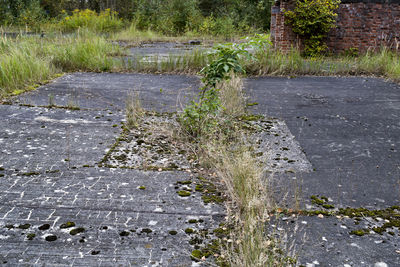 View of plants by road