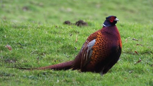 Bird on grassy field