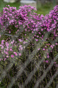 Close-up of pink flowering plants in garden