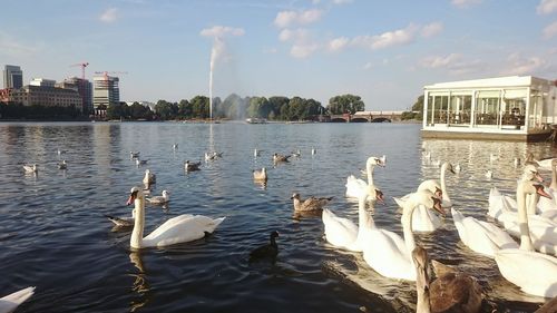 Swans swimming in lake against sky