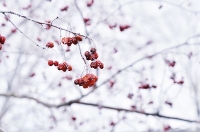 Red berries on tree