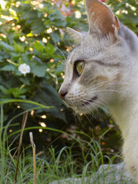 Close-up of a cat looking away