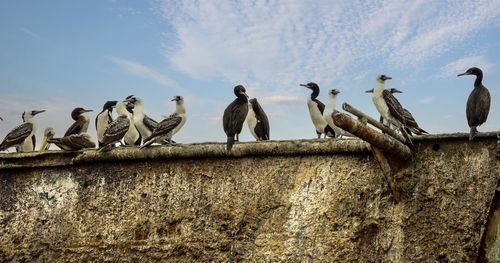 Birds perching on old ship