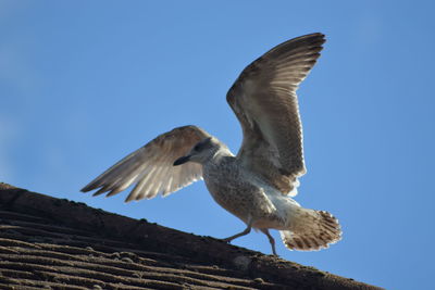 Bird flying against clear blue sky