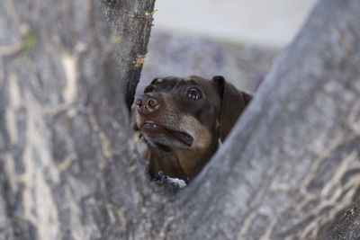 Portrait of dog