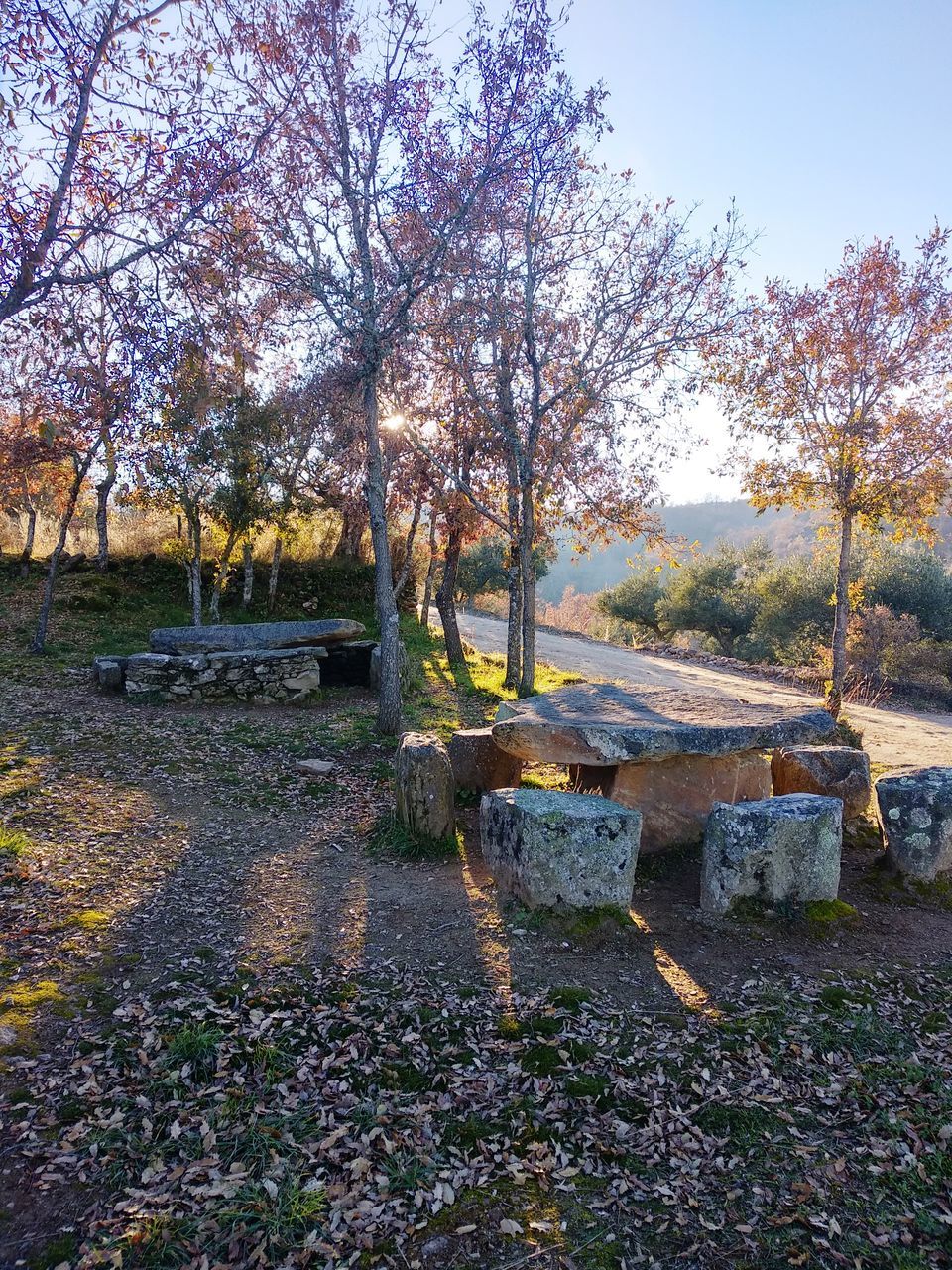 VIEW OF FLOWERING PLANTS IN PARK