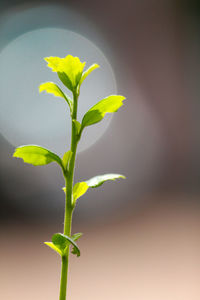 Close-up of small plant