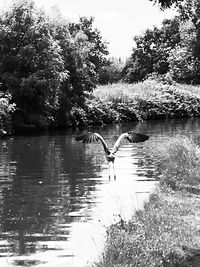 Bird flying over lake