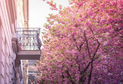 Low angle view of pink flowering tree against sky