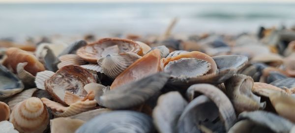 Close-up of seashells