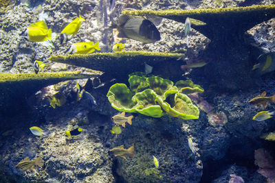 Close-up of fish swimming in aquarium