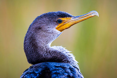 Close-up of a bird looking away