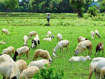 Sheep grazing on field
